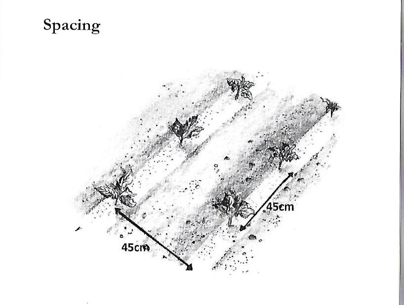 An illustration of cauliflower spacing from A Vegetable Growers Handbook by Klaus Laitenberger